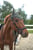 Annuncio cavallo