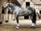 Annuncio cavallo