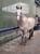 Horse ad