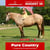 Paardadvertentie