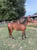 Horse ad