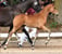 Annuncio cavallo