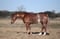 Horse ad