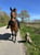 Annuncio cavallo