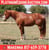 Horse ad