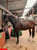 Annonce cheval