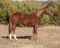 Annonce cheval
