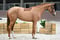 Anuncio de caballos