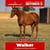 Paardadvertentie