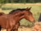 Annuncio cavallo
