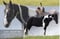 Annuncio cavallo