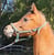 Horse ad