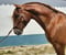 Horse ad