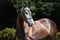 Annuncio cavallo