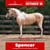 Paardadvertentie