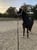 Horse ad