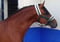 Annuncio cavallo