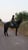 Horse ad