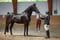 Annonce cheval