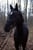 Annuncio cavallo