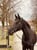 Horse ad