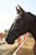 Horse ad
