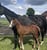 Horse ad