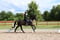 Annuncio cavallo