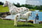 Annuncio cavallo
