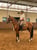 Annuncio cavallo