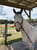 Horse ad
