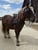 Horse ad