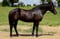 Annuncio cavallo