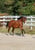 Annuncio cavallo
