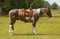 Horse ad
