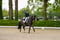 Horse ad