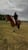 Horse ad