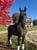 Pferdeinserat