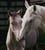 Horse ad