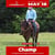 Horse ad