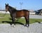 Horse ad