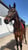 Pferdeinserat
