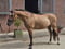 Horse ad