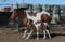 Horse ad