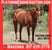 Horse ad