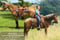 Annuncio cavallo