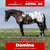 Horse ad