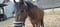 Horse ad