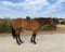Horse ad