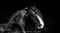 Horse ad